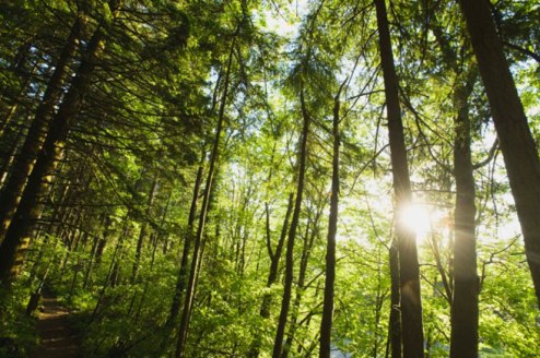 The healing power of trees