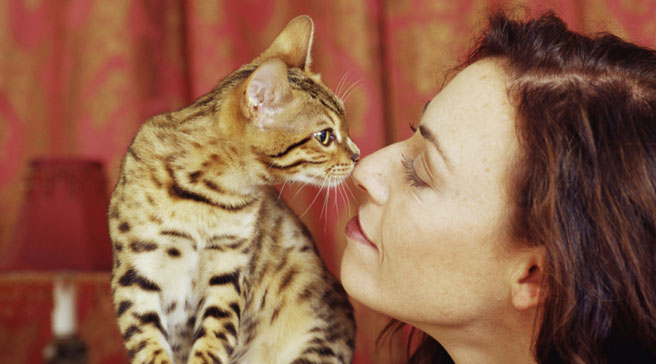 The benefits of cats