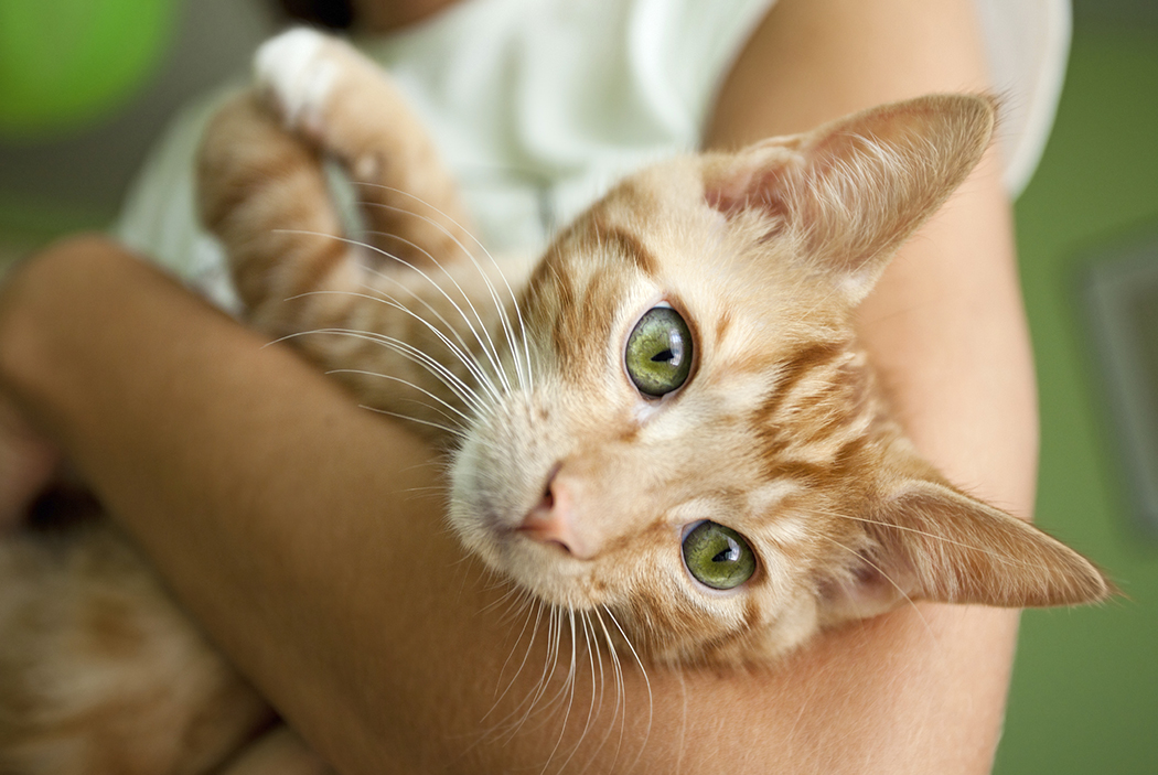 Why caring for animals is good for you | Psychologies