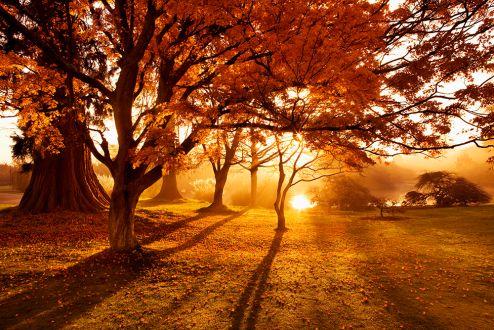 Autumn: a lesson in letting go