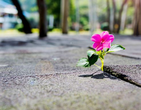 The Great Wake Up: See the beauty in everything