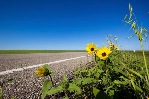 The Great Wake Up: Try guerrilla gardening
