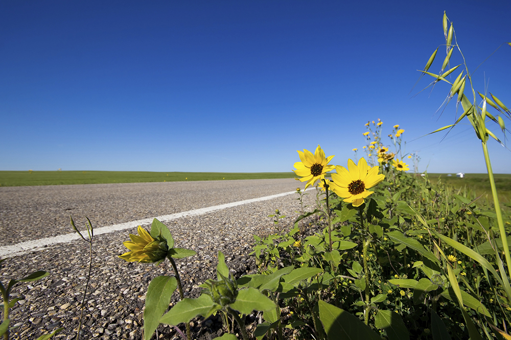 The Great Wake Up: Try guerrilla gardening