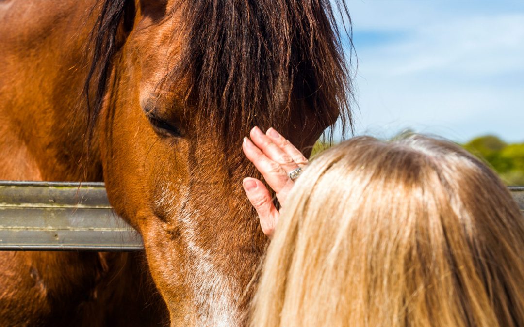 The power of the IFEAL horses