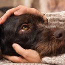 How dogs can help mental health