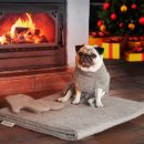 Five ways dogs improve your mental health