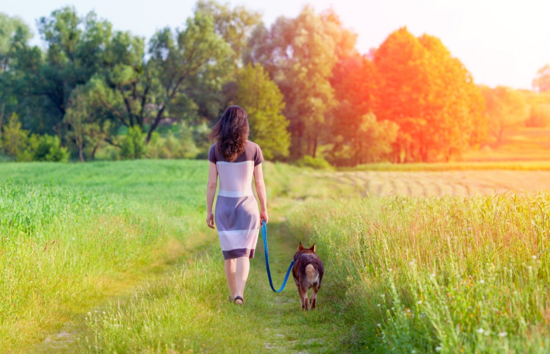 mindful dog walking