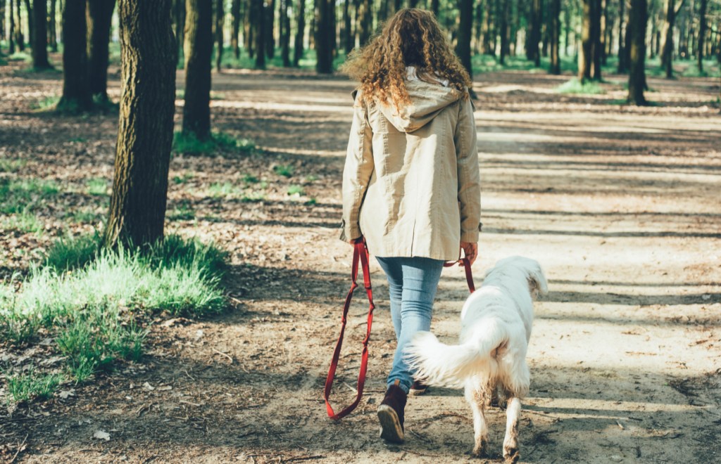 mindful dog walking