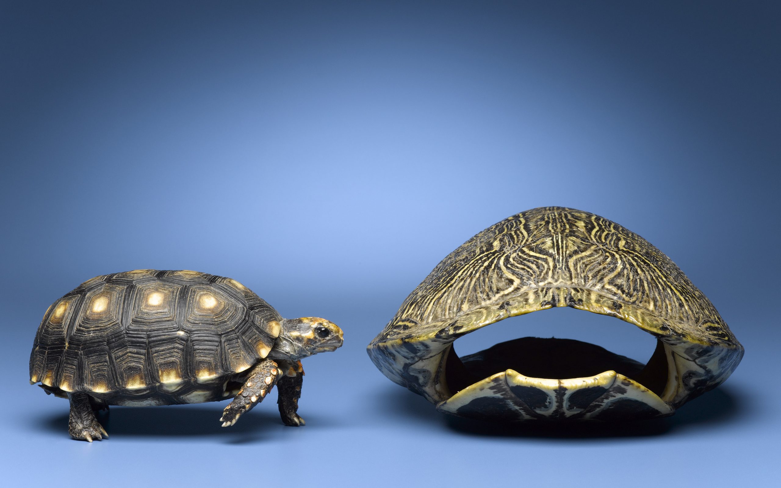 Turtle shell. Карапакс у черепахи что это. Панцирь черепахи пластрон. Панцирь черепахи карапакс. Панцирь черепахи карапакс и пластрон.