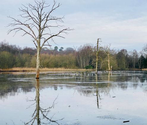 Reflections from my morning walk