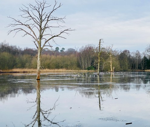 Reflections from my morning walk