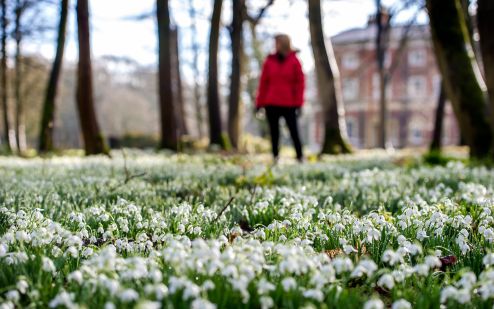 Flower essences for grief