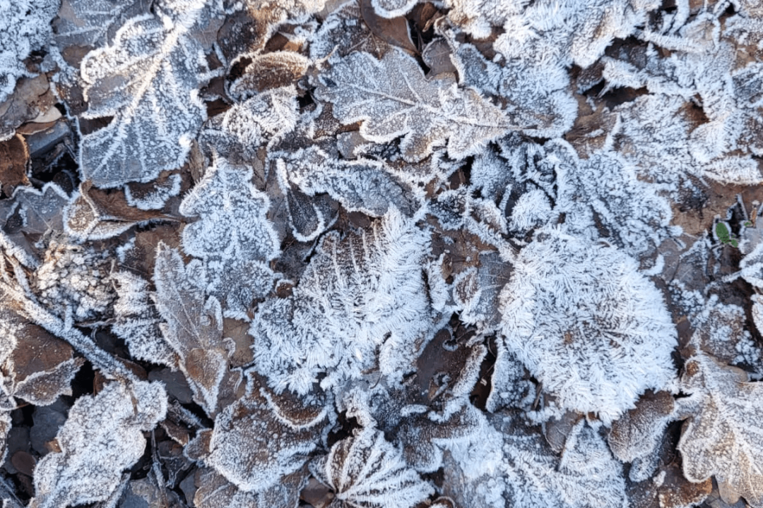 Photograph of frosty leaves on the ground