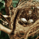 How to navigate the transition to an empty nest