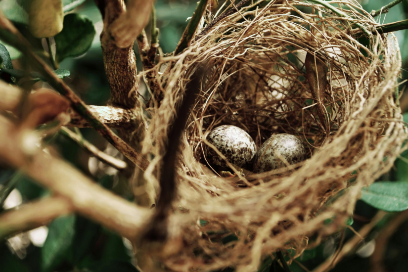 How to navigate the transition to an empty nest