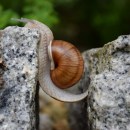 What are Your (Perceived) Limitations?