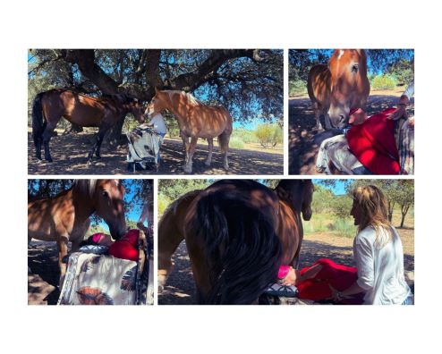 My Perimenopause Diaries: Healing with Horses