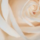 My Perimenopause Diaries: When words won’t come