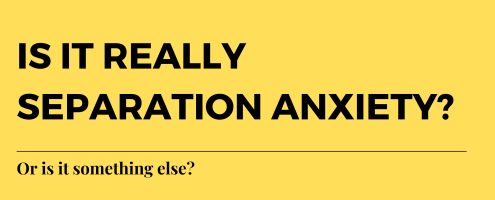 Is it really separation anxiety? Or is it something else?