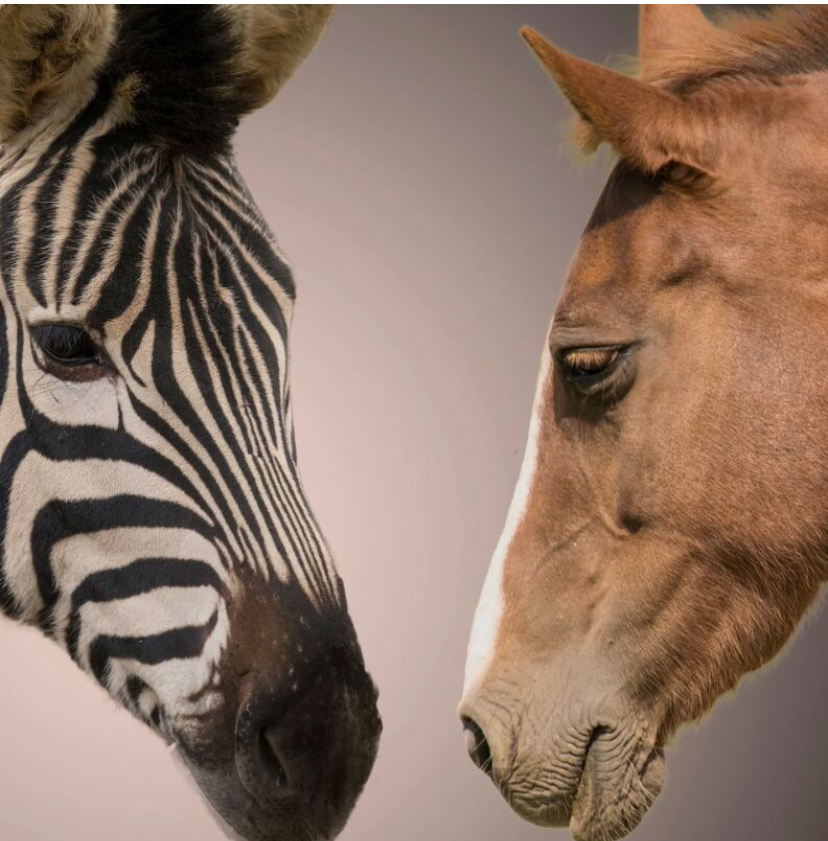 Why We First Think Zebras Are Horses – What the Brain Teaches Us About Change, Identity, and Becoming
