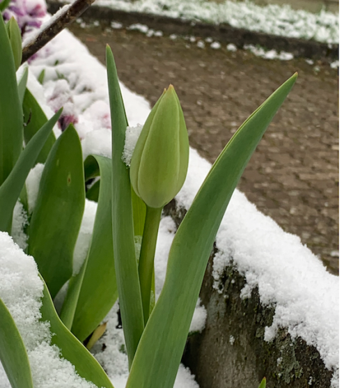 When Winter Returns: What the Snow in Springtime Teaches Us About Change