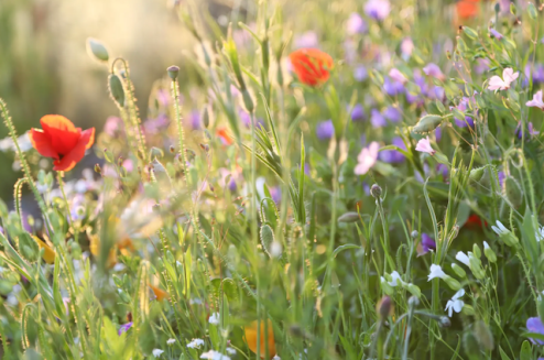 The Return of Wildflowers: What Cities – and Humans – Are Quietly Remembering
