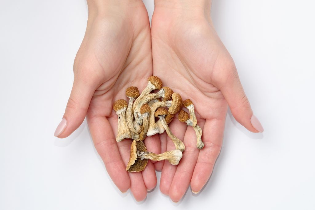 Psilocybin mushrooms in a woman's hands