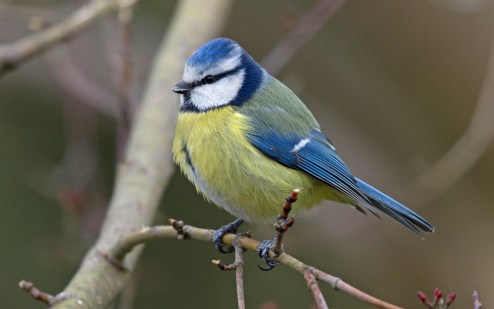 Want to slow life down? Try birdwatching