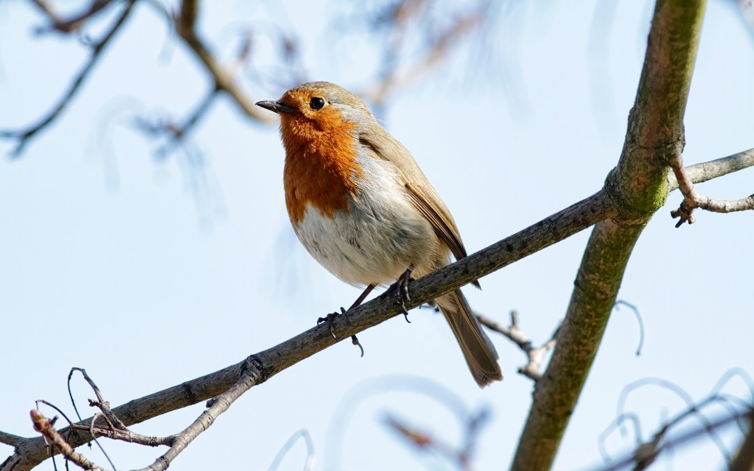 How living near birds boosts mental health